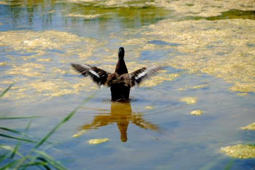 Fotografia de Josep Llargues - Galeria Fotografica: Varios temas - Foto: 