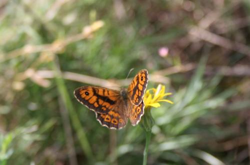Fotografia de Joan Antonell - Galeria Fotografica: Lasiommata megera - Foto: 