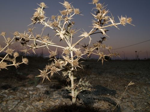 Fotografia de torresgranero - Galeria Fotografica: De cerca - Foto: A vista de Hormiga