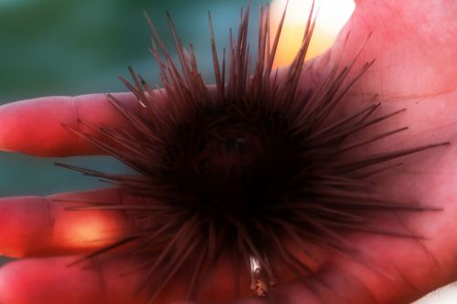 Fotografia de clausss - Galeria Fotografica: VERACRUZ - Foto: 