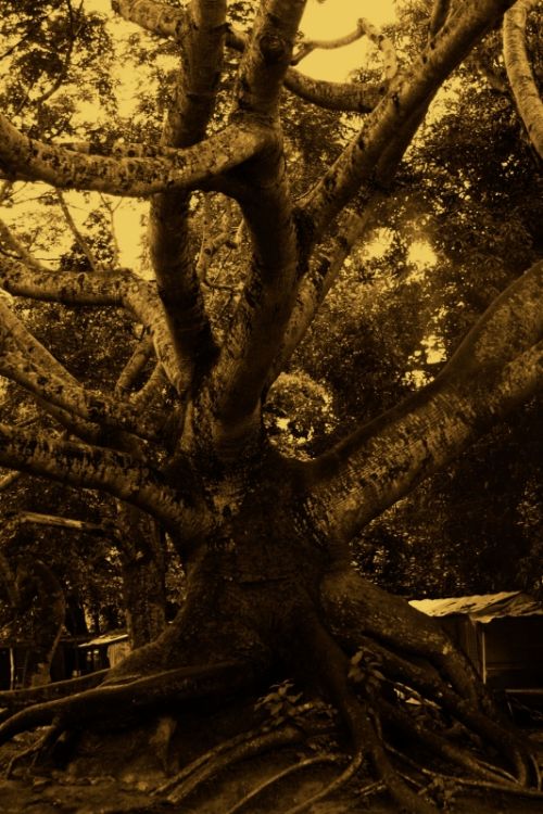 Fotografia de clausss - Galeria Fotografica: VERACRUZ - Foto: 