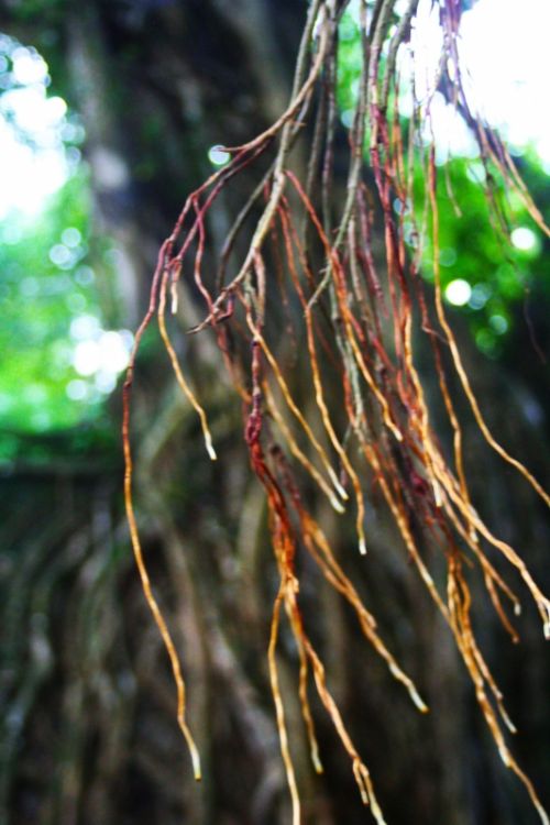 Fotografia de clausss - Galeria Fotografica: VERACRUZ - Foto: 