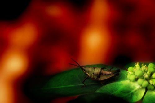 Fotografia de clausss - Galeria Fotografica: VERACRUZ - Foto: 