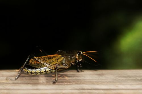 Fotografia de clausss - Galeria Fotografica: VERACRUZ - Foto: 