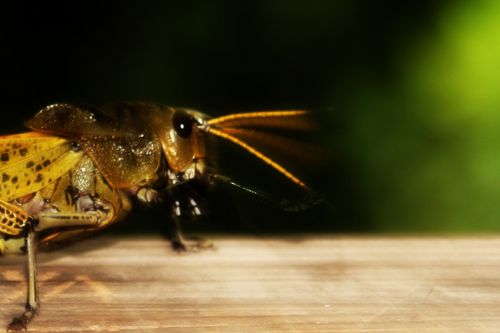 Fotografia de clausss - Galeria Fotografica: VERACRUZ - Foto: 