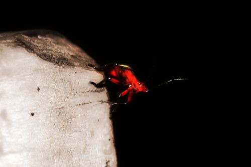 Fotografia de clausss - Galeria Fotografica: VERACRUZ - Foto: 