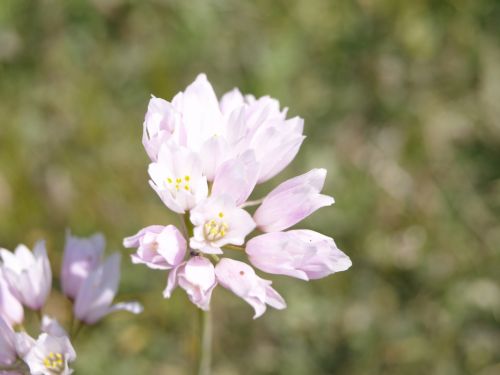 Fotografia de torresgranero - Galeria Fotografica: De cerca - Foto: otra silvestre