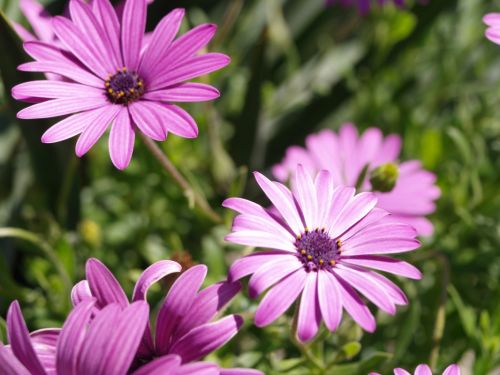 Fotografia de torresgranero - Galeria Fotografica: De cerca - Foto: Margaritas