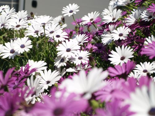 Fotografia de torresgranero - Galeria Fotografica: De cerca - Foto: Margaritas