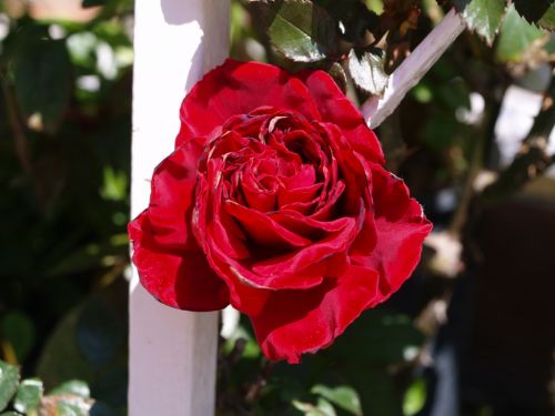 Fotografia de torresgranero - Galeria Fotografica: De cerca - Foto: Rosas