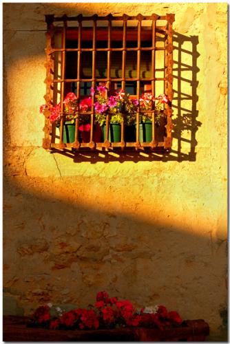 Fotografia de DELAGUI - Galeria Fotografica: DELAGUI - Foto: Flores y Sombras