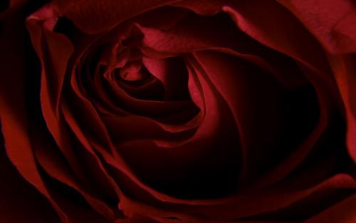 Fotografia de Francisco Garvi, Fotografo - Galeria Fotografica: Bodegon - Foto: Rosa