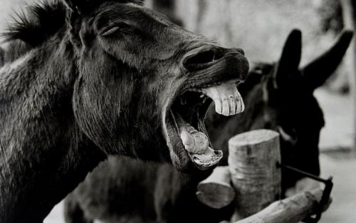 Fotografia de Francisco Garvi, Fotografo - Galeria Fotografica: Variado - Foto: Burro