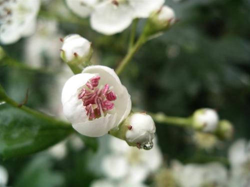 Fotografia de Pepe Carranza - Galeria Fotografica: Flores - Foto: gotas