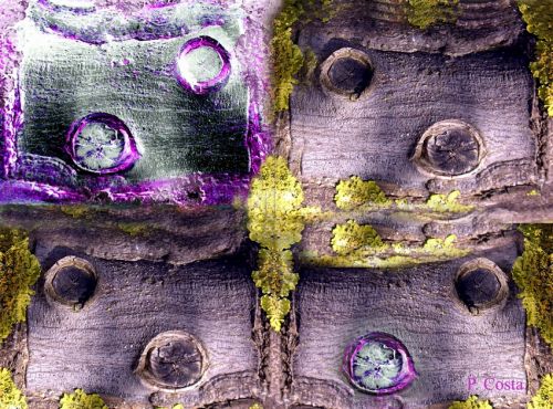 Fotografia de P. Costa - Galeria Fotografica: EVOLUCION DE LAS FORMAS - Foto: NATURALEZA IRREAL