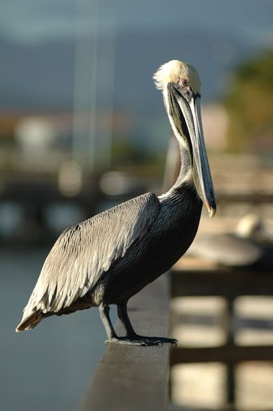 Fotografia de NNZ Photography - Galeria Fotografica: Freelance Portfolio - Foto: 