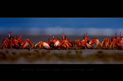 Fotografia de Nasser Photography - Galeria Fotografica: Variados  - Foto: 