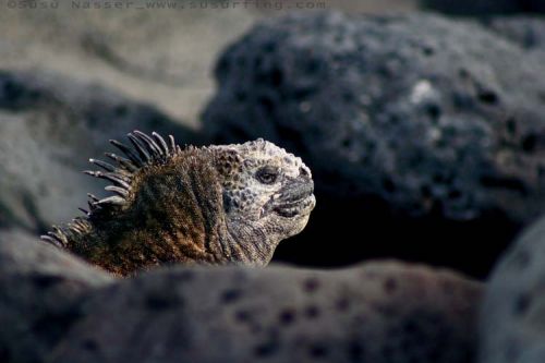 Fotografia de Nasser Photography - Galeria Fotografica: Variados  - Foto: 