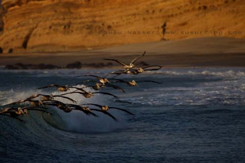 Fotografia de Nasser Photography - Galeria Fotografica: Variados  - Foto: 