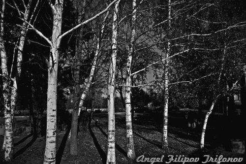 Fotografia de Angel - Galeria Fotografica: La Palma,Tenerife y Bulgaria - Foto: Sombras