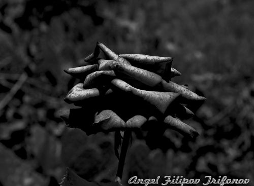 Fotografia de Angel - Galeria Fotografica: La Palma,Tenerife y Bulgaria - Foto: Rosa