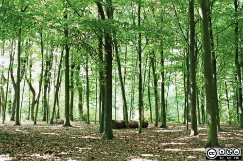 Fotografia de Nria Claveria - Galeria Fotografica: Lands - Copyright Nria Claveria 2008 - Foto: Bois de Vincennes