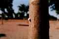 Fotos de Nria Claveria -  Foto: Lands - Copyright Nria Claveria 2008 part 2 - Snail on a tree