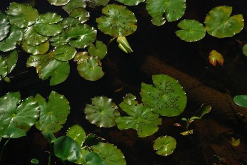 Fotografia de nahuan - Galeria Fotografica: peru- ecuador - Foto: 