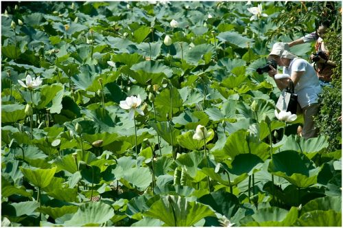 Fotografia de Ivn - Galeria Fotografica: Japn - Foto: 