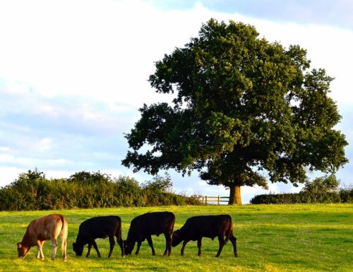 Fotografia de Pablo Barreda Reyes - Fotgrafo - Galeria Fotografica: Mi trabajo - Foto: 