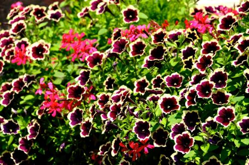 Fotografia de Pablo Barreda Reyes - Fotgrafo - Galeria Fotografica: Mi trabajo - Foto: 