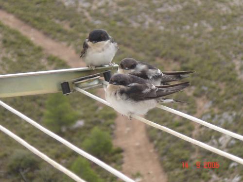 Fotografia de rafasclub - Galeria Fotografica: Libertad salvaje - Foto: Golondrinas