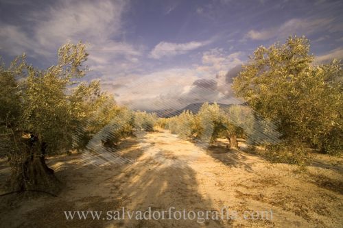 Fotografia de salvador fotografia - Galeria Fotografica: Por el Sur de Espaa - Foto: 