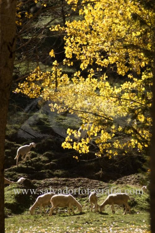 Fotografia de salvador fotografia - Galeria Fotografica: Por el Sur de Espa�a - Foto: 