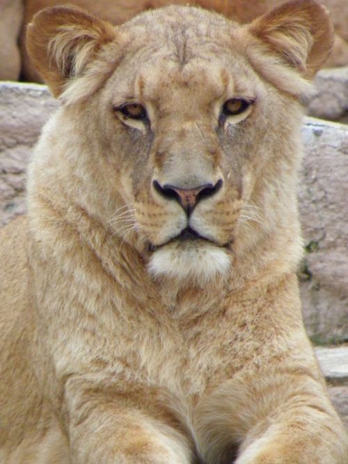 Fotografia de Jordi Mateu - Galeria Fotografica: LEONES - Foto: Leon 10