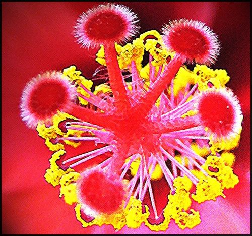 Fotografia de EKE - Galeria Fotografica: ibiscus - Foto: ibiscus