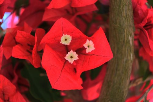 Fotografia de EKE - Galeria Fotografica: ibiscus - Foto: Buganbilla 1