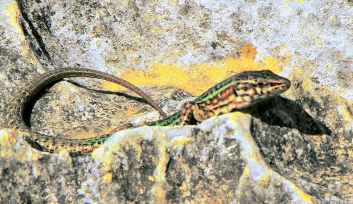 Fotografia de EKE - Galeria Fotografica: ibiscus - Foto: Lagartija