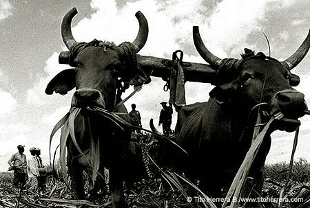 Fotografia de Tito Herrera - Galeria Fotografica: Momentos & Lugares - Foto: Momentos & Lugares