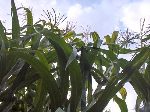 Fotografia de Ismael Torres - Galeria Fotografica: De aqu y de all - Foto: La base de todo