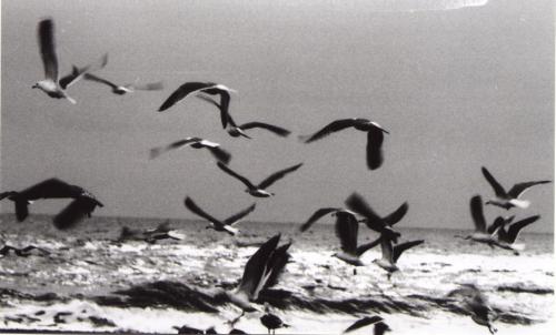 Fotografia de Vito - Galeria Fotografica: B/N - Foto: Gaviotas