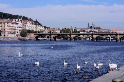 Fotografia de diego - Galeria Fotografica: Praga - Foto: Cisnes sobre el Moldava								