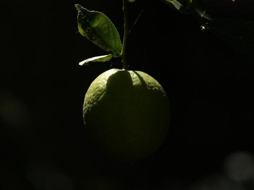 Fotografia de Antique Cameras - Galeria Fotografica: MIRANDO A LA CAMARA - Foto: LIMON								