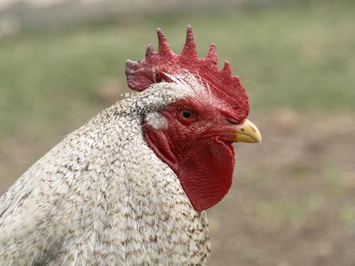 Fotografia de Antique Cameras - Galeria Fotografica: MIRANDO A LA CAMARA - Foto: GALLO MUY ENOJADO							