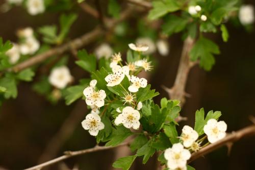 Fotografia de Akima - Galeria Fotografica: Muestra - Foto: primavera						