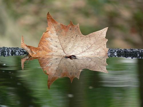 Fotografia de Juan Jos Martnez Nogueira - Galeria Fotografica: Compartiendo Veracruz - Foto: Otoo