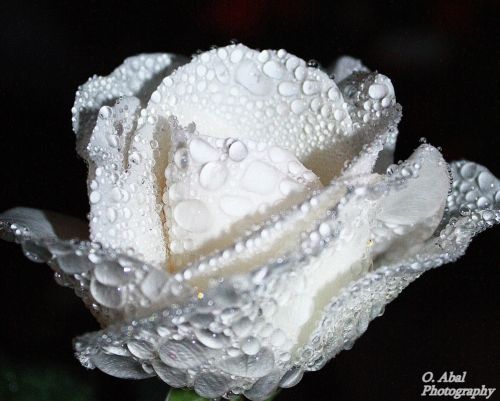 Fotografia de Glavia Photography - Galeria Fotografica: Flores - Foto: Con el rocio en la piel...