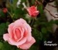 Foto de  Glavia Photography - Galería: Flores - Fotografía: Rosadas..