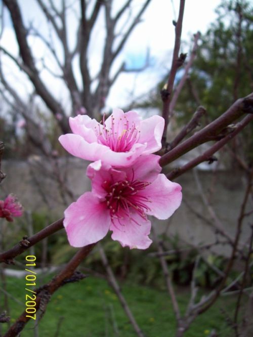 Fotografia de Glavia Photography - Galeria Fotografica: Flores - Foto: 