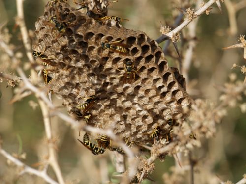 Fotografia de torresgranero - Galeria Fotografica: Naturaleza Viva - Foto: Avispero